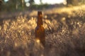 Dirty brown beer bottle Royalty Free Stock Photo