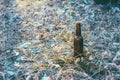 Dirty brown beer bottle on the ground in the grass Royalty Free Stock Photo