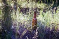 Dirty brown beer bottle Royalty Free Stock Photo