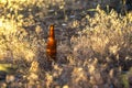 Dirty brown beer bottle on the ground in the grass. Royalty Free Stock Photo