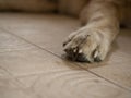 Dirty brown dog foot closeup on floor.