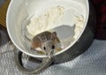 Flour encrusted wild brown house mouse jumping out of a gray and white bowl.