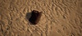 Dirty brown plastic oil container lying in rippled sand of beach.