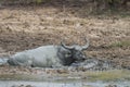 Buffalo in Yala National Park, Sri Lanka