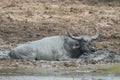 Buffalo in Yala National Park, Sri Lanka