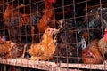 Dirty Caged Chickens in Africa