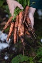 A bunch of carrots in the hands. Carrots from the ground are not washed.