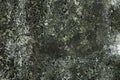 Dirty cement wall texture with dry moss Royalty Free Stock Photo