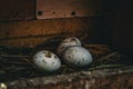 dirty chicken eggs lying in a nest in a wooden box Royalty Free Stock Photo