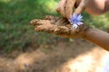 DIRTY CHILD HANDS HOLDING A VIOLET FLOWER AFTER PLAY IN A MUD PU