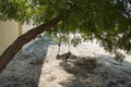 A Dirty Children Tree Swing. Wooden Swing Still Under The Trees In The Fall Leaves And Winter. Wooden Swing On Ropes Under The Big Royalty Free Stock Photo