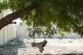 A Dirty Children Tree Swing. Wooden Swing Still Under The Trees In The Fall Leaves And Winter. Wooden Swing On Ropes Under The Big Royalty Free Stock Photo