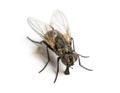 Dirty Common housefly eating, Musca domestica, isolated Royalty Free Stock Photo