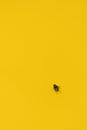 Dirty Common housefly on yellow background with copy space
