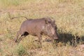 Dirty common warthog Phacochoerus africanus after enjoying in Mapungubwe National Park, South Africa with bokeh Royalty Free Stock Photo