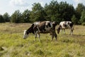 Dirty cow eating grass Royalty Free Stock Photo