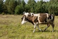 Dirty cow eating grass Royalty Free Stock Photo