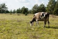 Dirty cow eating grass Royalty Free Stock Photo