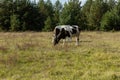 Dirty cow eating grass Royalty Free Stock Photo