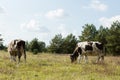 Dirty cow eating grass Royalty Free Stock Photo