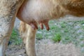 Dirty cow`s udder. close up view . Royalty Free Stock Photo