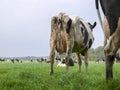 Dirty cow seen from behind, manure on udder and legs, looking at herd of cows in green pasture, rear view