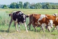 Dirty cows graze in a field on green grass Royalty Free Stock Photo