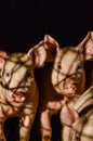 Dirty curious piglets in the shadow