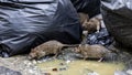 Dirty disgusting rats on area that was filled with sewage, smelly, damp, and garbage bags. Referring to the problem of rats in the