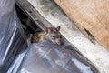 Dirty disgusting rats on area that was filled with sewage, smelly, damp, and garbage bags. Referring to the problem of rats in the