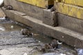 Dirty disgusting rats on area that was filled with sewage, smelly, damp, and garbage bags. Referring to the problem of rats in the