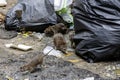 Dirty disgusting rats on area that was filled with sewage, smelly, damp, and garbage bags. Referring to the problem of rats in the