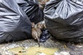 Dirty disgusting rats on area that was filled with sewage, smelly, damp, and garbage bags. Referring to the problem of rats in the