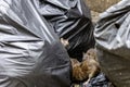 Dirty disgusting rats on area that was filled with sewage, smelly, damp, and garbage bags. Referring to the problem of rats in the