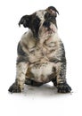 Dirty dog Royalty Free Stock Photo