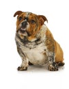 Dirty dog Royalty Free Stock Photo