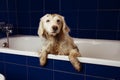 DIRTY DOG BATHING. TERRIER PUPPY ON BLUE BATHTUB WITH PAWS HANGING OVER EDGE