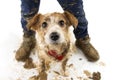 DIRTY DOG AND CHILD. FUNNY JACK RUSSELL AND BOY LEGS AFTER PLAY IN A MUD PUDDLE. ISOLATED SHOT AGAINST WHITE BACKGROUND. STUDIO