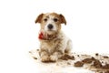 DIRTY DOG. FUNNY JACK RUSSELL PUPPY, LYING DOWN AFTER PLAY IN A MUD PUDDLE. ISOLATED SHOT AGAINST WHITE BACKGROUND