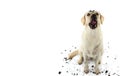 DIRTY DOG. FUNNY MUDDY LABRADOR RETRIEVER MAKING A FACE AFTER PL Royalty Free Stock Photo