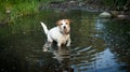 DIRTY DOG PLAYING IN A DISGUSTING MUD PUDDLE