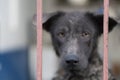 Dirty dog waiting owner with sad face, selective focus Royalty Free Stock Photo