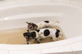 Dirty dogs ready for washing Royalty Free Stock Photo