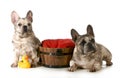 Dirty dogs Royalty Free Stock Photo