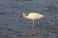 Dirty Faced Ibis