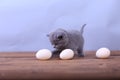 Kitten counting eggs