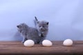 Kitten counting eggs