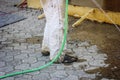 Dirty feet of worker with sandals standing Royalty Free Stock Photo