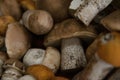 woman hands brush two edible forest mushrooms with a knife