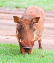 Dirty female Warthog Royalty Free Stock Photo